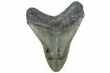Serrated, Fossil Megalodon Tooth - South Carolina #312032-1